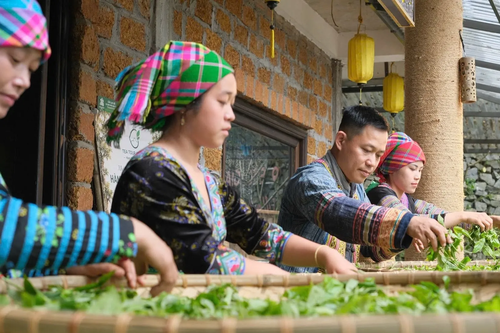 TEA TOUR SUỐI GIÀNG – HÀNH TRÌNH KHÁM PHÁ VÙNG TRÀ CỔ THỤ NƠI MÂY NGÀN YÊN BÁI